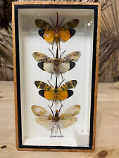 Papillons zanna nobilis d'occasion  Béziers