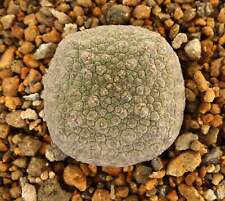 Pseudolithos cubiformis seeds for sale  Shipping to United Kingdom