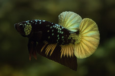 Live betta fish for sale  Tampa