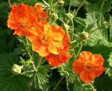 Geum coccineum queen for sale  ADDLESTONE