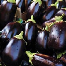 Thompson morgan aubergine for sale  IPSWICH