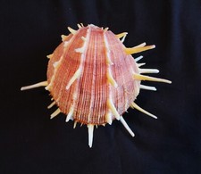 Concha GIANT 'Regal Thorny Oyster' (B) comprar usado  Enviando para Brazil