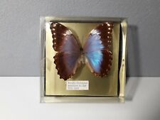 Papillon morpho violaceus d'occasion  Ploërmel