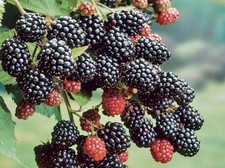 Blackberry 9cm pot for sale  BOSTON