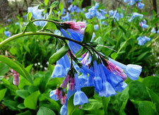 Virginia bluebell fresh for sale  Mcminnville
