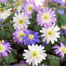 Easy grow anemone for sale  Milwaukee