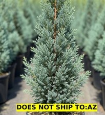 Evergreen carolina sapphire for sale  Fallbrook