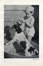 Drahthaar foxterrier fotoabbil gebraucht kaufen  Waldburg