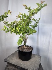 crape myrtle for sale crape myrtle for sale Arlington