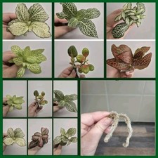 Terrarium plants bundle for sale  LONDON