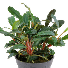 Bucephalandra sp. red for sale  MANSFIELD