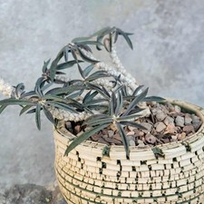 Euphorbia cylindrifolia rare for sale  Valley Village