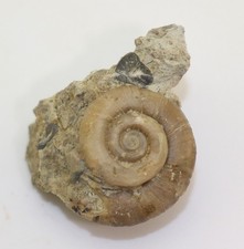 Schnecke riostoma anguatum gebraucht kaufen  Weeze