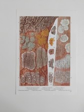 Botanical illustration print for sale  BIRKENHEAD