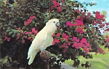 Vtg postcard snowball for sale  Wausau