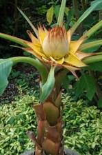 Hardy banana musella for sale  NORTHAMPTON