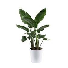 White bird paradise for sale  Middleton