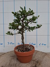 Bonsai japanische ulme gebraucht kaufen  Bad Nenndorf