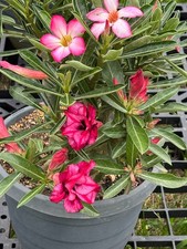 Desert rose year for sale  Houston