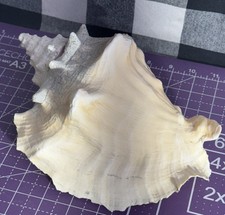 Extra large conch for sale  Georgetown