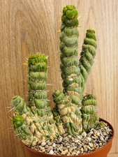 Eulychnia castanea spiralis usato  Baranzate
