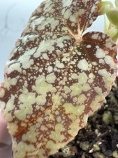 Begonia diamond drip for sale  Castle Rock