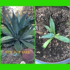 Small size agave for sale  Collinston