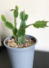White christmas cactus for sale  LONDON