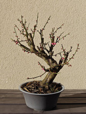 Prunus mume japanese for sale  WEST MALLING
