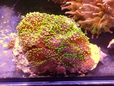 Green fuzzy mushroom for sale  CLACTON-ON-SEA