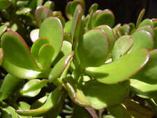 Crassula ovata albero usato  Napoli