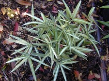 Dwarf white stripe for sale  Ravensdale
