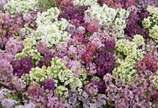 Lot graines alysse d'occasion  Chazelles