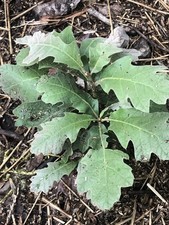 Oak trees live for sale  Emerson