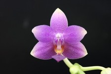 Phalaenopsis younger little for sale  SHREWSBURY