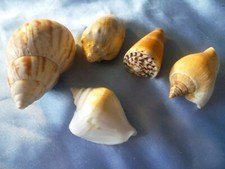 Versch meeresschnecken versch gebraucht kaufen  Bretten