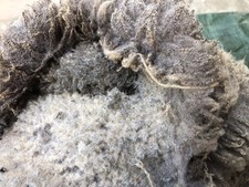 Shetland ewe whole for sale  BURY ST. EDMUNDS