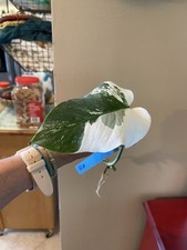 Monstera borsigiana albo for sale  Falls Church