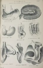 Usado, Estampa antiga de anatomia animal da década de 1870 – Canais alimentares – Gravura vitoriana comprar usado  Enviando para Brazil