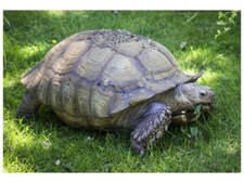 African grasses tortoise for sale  Sanford
