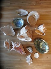 Muschel sammlung konvolut gebraucht kaufen  Kaufbeuren