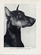 Doberman pinscher head for sale  COLEFORD