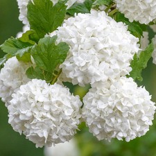 Viburnum roseum red for sale  UK