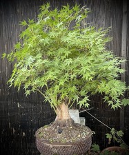 yamadori bonsai gebraucht kaufen yamadori bonsai gebraucht kaufen Burg-Umland
