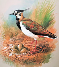 Lapwing stood nest. for sale  NELSON
