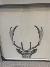 White background stag for sale  LONDON
