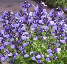 Salvia cool pale for sale  BELLSHILL