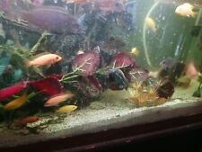 African cichlid babies for sale  Fort Edward