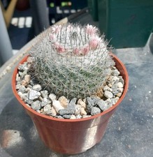 Mammillaria microthele cactus for sale  La Mirada