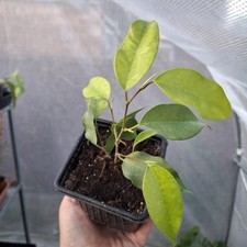 Ficus benjamina rooted for sale  LUTON